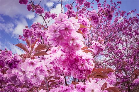 maj körsbär blommar japan